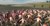 Gallic war_tiny